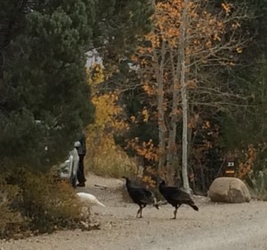Wild Turkeys in Great Basin campground