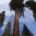 Looking up at Giant Sequoias