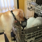 Helpful Labrador Retriever, Troop, does the dishes.