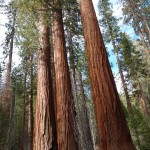 Giant Sequoias in Mariposa Grove, Yosemite NP