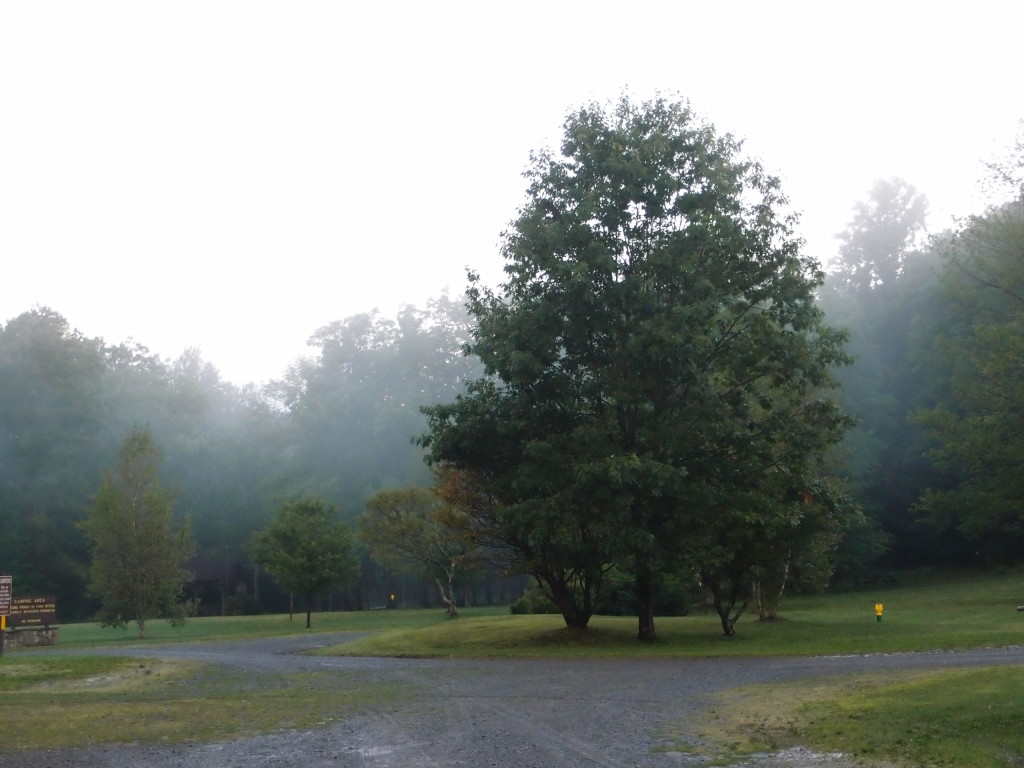 Misty evening in Leonard Harrison State Park, PA