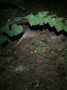 Night visitor armadillo