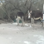 Wild burros scavenging a campsite at Saline Valley Hot Springs