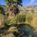 The undeveloped Donkey Spring at Saline Valley
