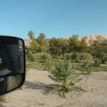 An oasis of date palms at China Ranch Date Farm