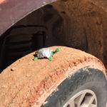 La Tortuga checking out the muddy tires, Utah
