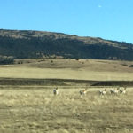 Running antelope, US 64, New Mexico