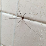 Daddy long legs in the shower, Oklahoma